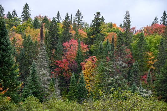 Algonquin Fall Colours - Greeting Card