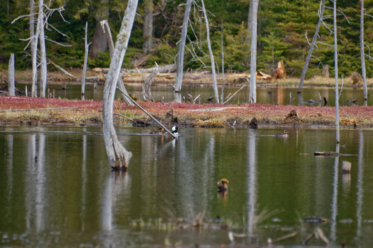Hooded Merganser - Greeting Card